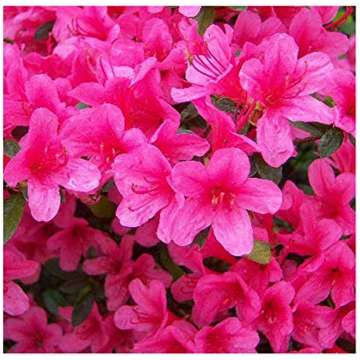 Azalea japonica'Isabel'