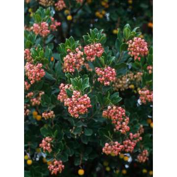 Arbutus undo'Mercurius'