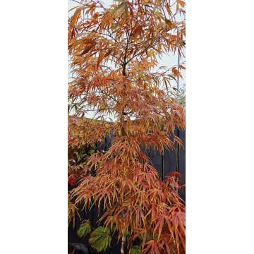Acer palmatum'Scolopendrifolium'