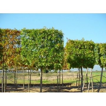 Quercus palustris leivorm