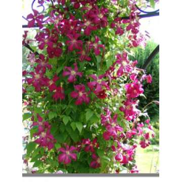 Clematis viticella'Rubra'