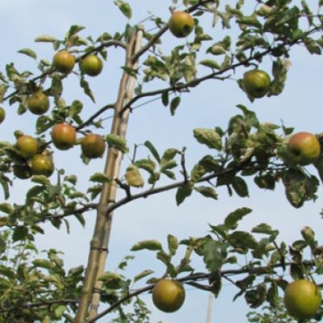 Malus'jonagold'leivorm