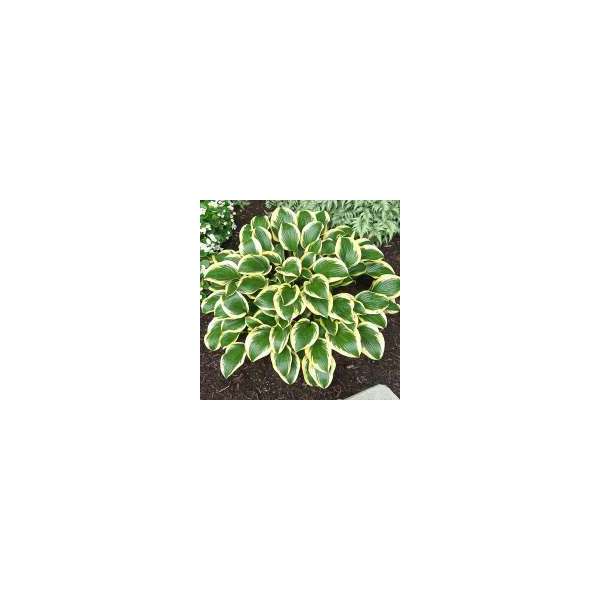 Hosta'Queen Josephine'