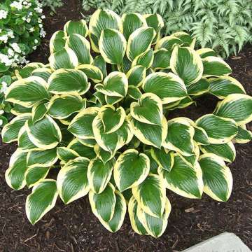 Hosta'Queen Josephine'
