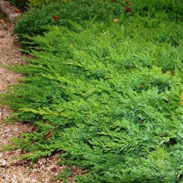 Juniperus davurica'Leningrad'