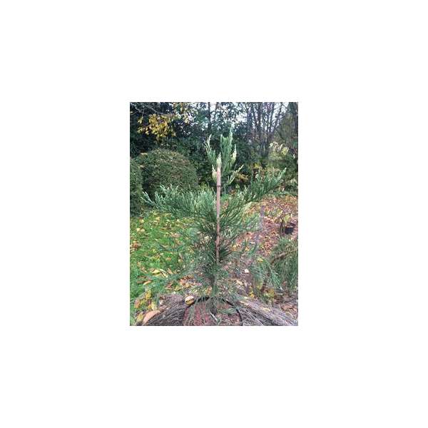 Sequoiadendron giganteum'French Beauty'