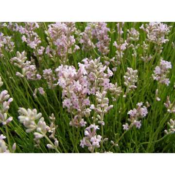 Lavendula angustifolia'Loddon Pink'