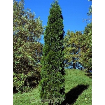 Calocedrus decurrens'Pillar'