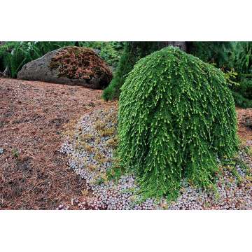 Tsuga heterophylla'Thorsen's Weeping'