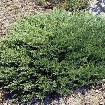 Juniperus horizontalis'Andorra Compact'