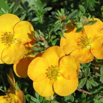 Potentilla fruticosa'Tangerine'