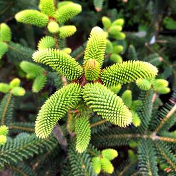 Abies pinsapo'Serenade'