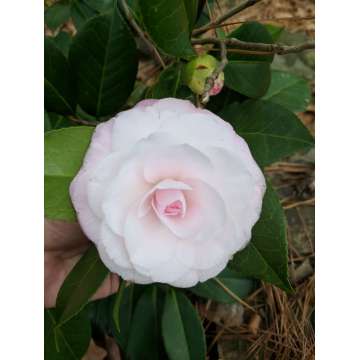 Camellia japonica'Curley Lady'