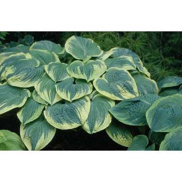 Hosta'Robert Frost'