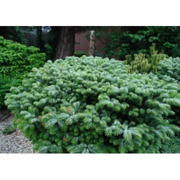 Abies veitchii'Heddergot'