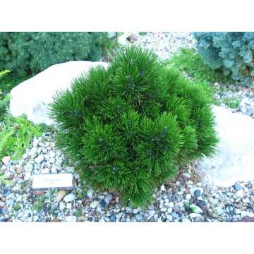 Pinus heldriechii'Smidtii'
