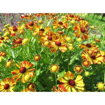 Helenium'Rauchtopas'