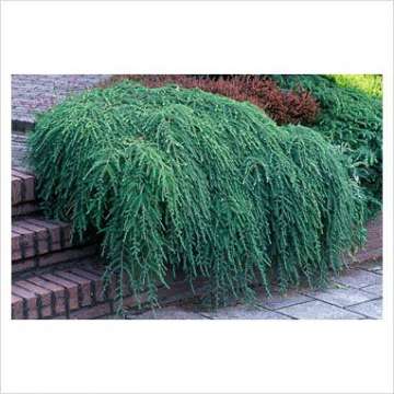 Tsuga canadensis'Cole's Prostate'