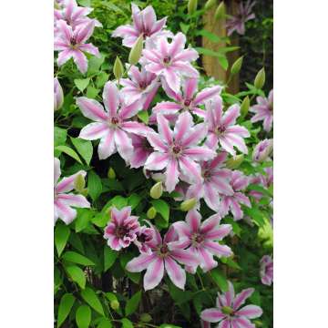 Clematis'Nelly Moser'