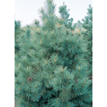 Pinus strobus'Blue Clovers'