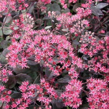 Sedum'Bertram Andersoon'