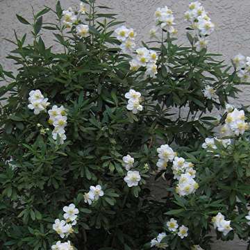 Carpenteria californica'bodnant'