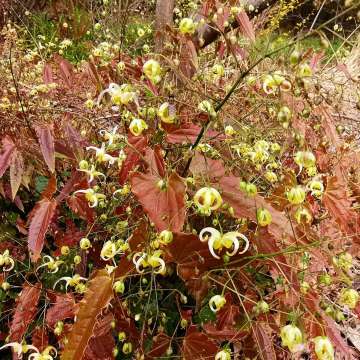 Epimedium'Spine tingler'