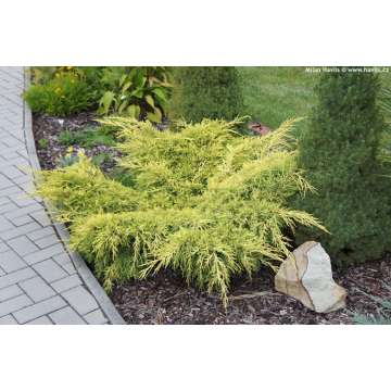 Juniperus pfitzeriana'Old Gold'