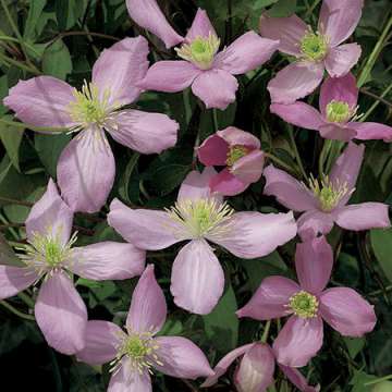 Clematis'Fragrant Spring'