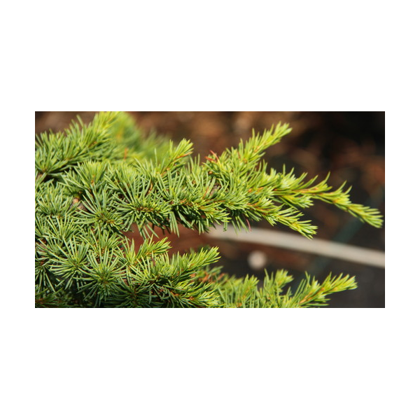 Cedrus libani'Homepark'