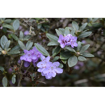 Rhododendron'Fimbricatum'