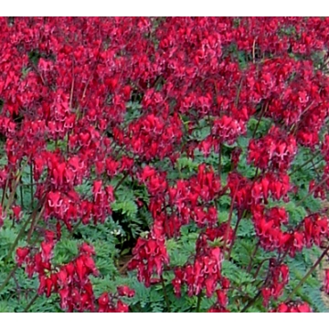 Dicentra'Red Fountain'