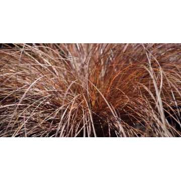 Carex comans'Kupferflamme'