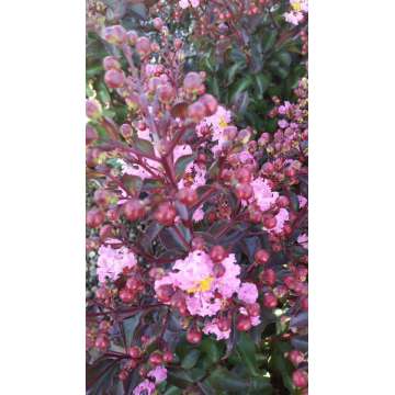 Lagerstroemia indica'Rhapsody in Pink'