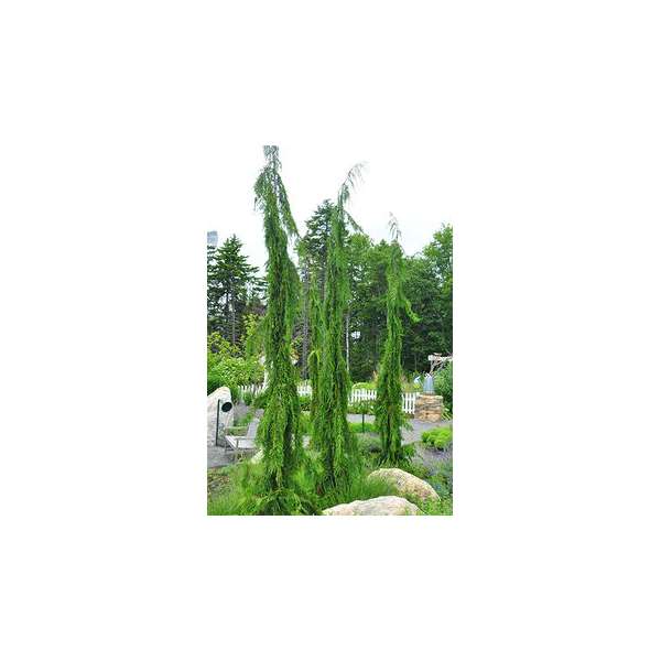 Chamaecyparis nootkatensis'Strict Weeper'