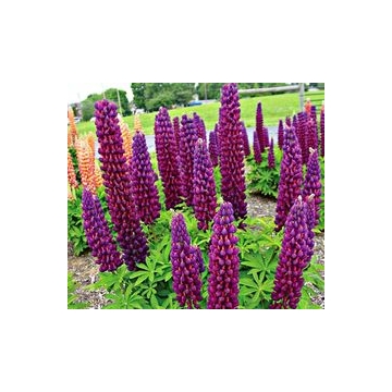 Lupinus'West country Masterpiece'
