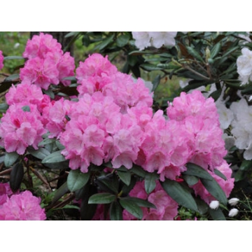 Rhododendron yakushimanum'Polaris