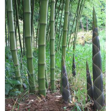 Phyllostachys atrovaginata(Green Perfume) Bamboe