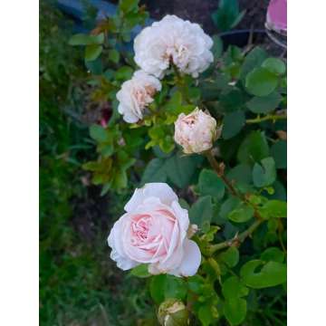 Rosa'Julia Renaisance'