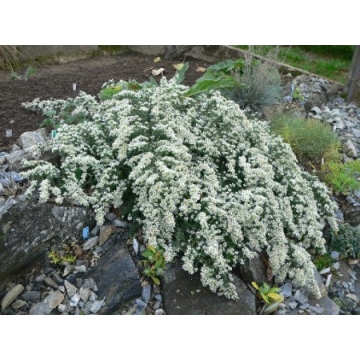 Aster ericoides'Snowflurry'