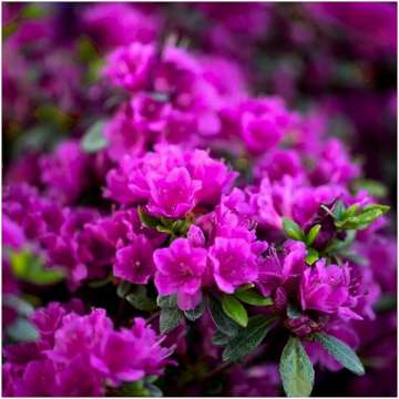 Azalea japonica'Vuyck's Purple'
