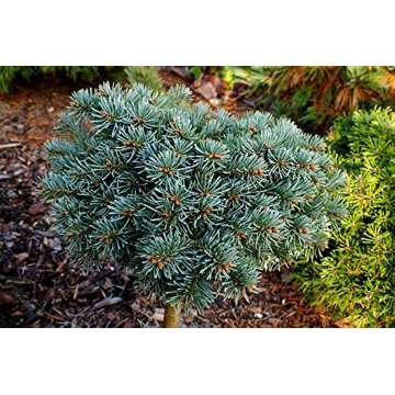 Abies procera'Prickley Pete'