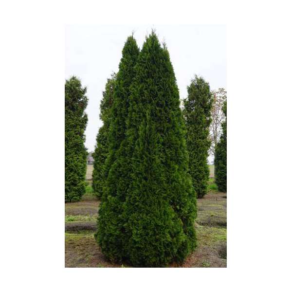 Thuja occidentalis'Smaragd'