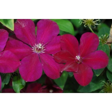 Clematis patens'Westerplatte'
