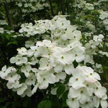 Cornus'Rutdan'