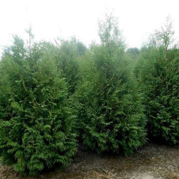 Thuja plicata'Martin' 100-120 cm,kluit