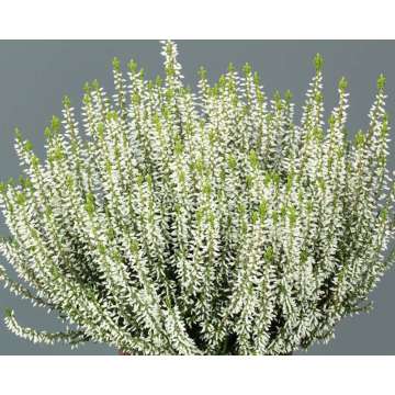 Calluna vulgaris'Elisa'