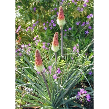 Kniphofia'Coral Breakers'