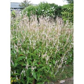Persicaria amplexicaulis'White Eastfield'