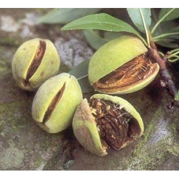 Amandel  (Prunus dulcis'Robijn)